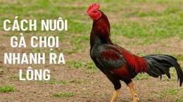 tính năng nổi bật nuôi gà lông đá