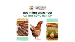 tính năng nổi bật quy trình nuôi gà đá