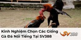 tính năng nổi bật sv 388 đá gà đòn