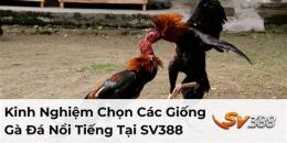 tính năng nổi bật sv 388 đá gà