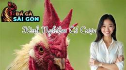 tính năng nổi bật tác hại của da gà