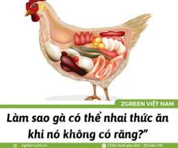 tính năng nổi bật tại sao trong dạ dày gà lại có sỏi
