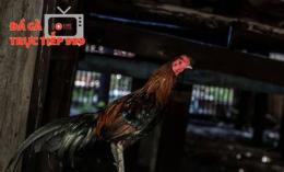 tính năng nổi bật tắm gà đá