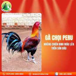 tính năng nổi bật tên gà đá