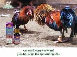 tính năng nổi bật thuốc cho gà uống trước khi đá