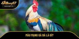 tính năng nổi bật tong hop đá gà sabong67