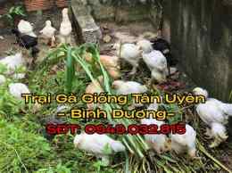 tính năng nổi bật trại gà đá bình dương