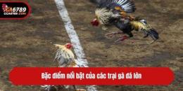 tính năng nổi bật trai ga da o my