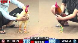 tính năng nổi bật trận đá gà khét của anh ba cọp