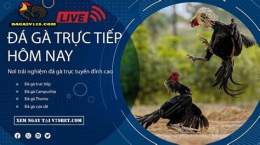 tính năng nổi bật trận gà bằng ký đá chân không