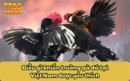 tính năng nổi bật trận gà đòn đá với gà tre