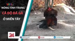tính năng nổi bật trang cá độ đá gà