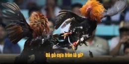 tính năng nổi bật trang đá gà cựa tròn