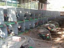 tính năng nổi bật trang trai ga da o my