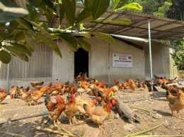 tính năng nổi bật trang trại gà đã