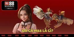 tính năng nổi bật trực tiếp đá gà m88