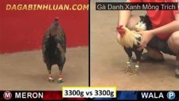 tính năng nổi bật trực tiếp đá gà thomo xanh mồng trích