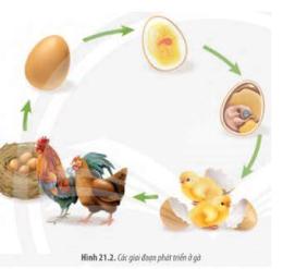 tính năng nổi bật trứng gà yêu tảng đá