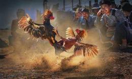 tính năng nổi bật vụ đá gà ở tiền giang