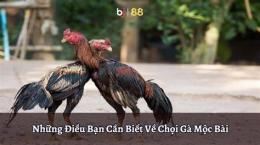 tính năng nổi bật xem đá gà mộc bài