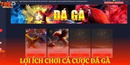 tính năng nổi bật xem giải gà đá