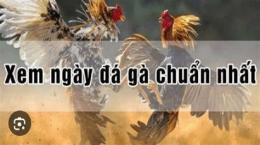 tính năng nổi bật xem ngày gà đá 2023