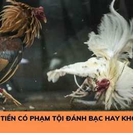 tổ chức đá gà phạt bao nhiêu năm tù
