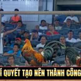 trại gà đá của mít trà cú 2019