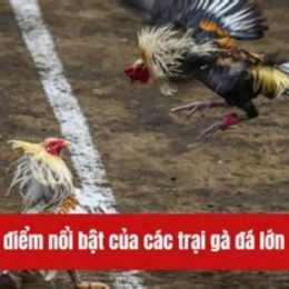trai ga da cua sat