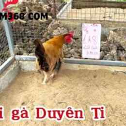trai ga da duyen ti