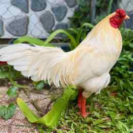 trại gà đá hậu giang