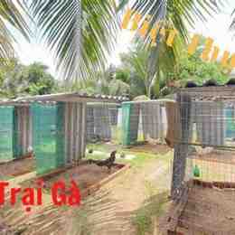 trại gà đá tiền