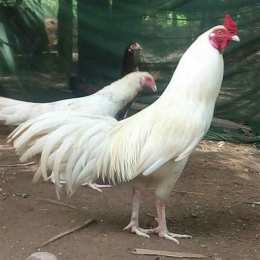 trại gà đá trà vinh