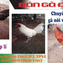 trại gà đá vĩnh long
