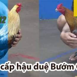 trận 12 đá gà thomo hôm qua