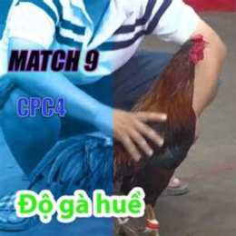 trận đá gà 9 cựa