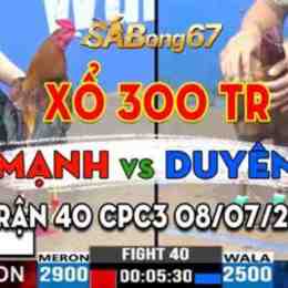 trận đá gà đen của duyên ti