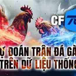 trận gà bằng ký đá chân không