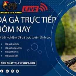 trận gà đá