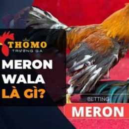 trận gà meron không đá cựa