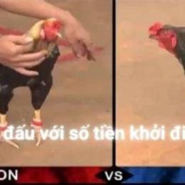 trận gà mít trà cú đã 15 tỷ