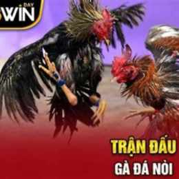 trận gà nòi đá với gà tre
