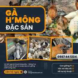 trang da ga 67.com