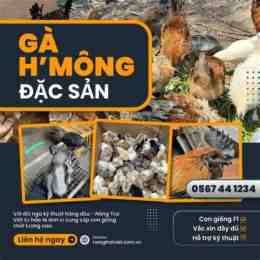trang da ga bj88
