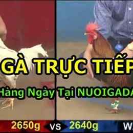 truc tiep da ga 14/8