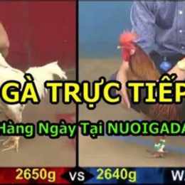 truc tiep da ga 27/5/2024