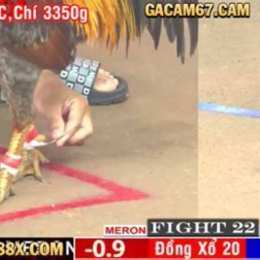 trực tiếp đá gà 67 trên mạng