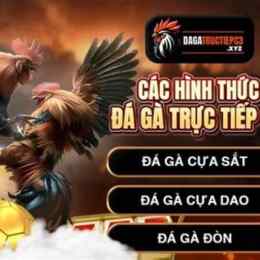 trực tiếp đá gà c3 26 10