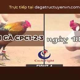 trực tiếp đá gà c3 8 7