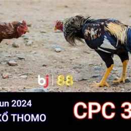 trực tiếp đá gà c3 88